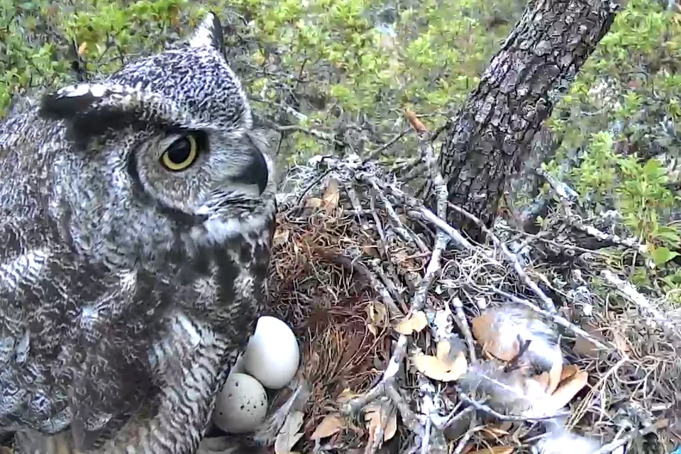 Esther, a Great Horned Owl, sitting over the eggs in her nest